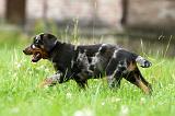 BEAUCERON - PUPPIES 303